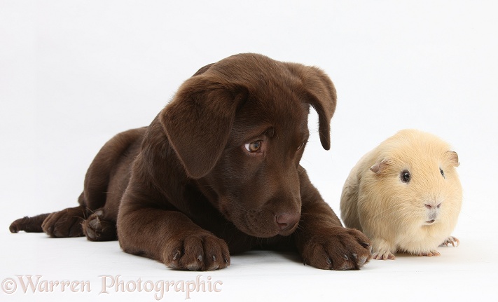 Chocolate Labrador pup, Lucie, 3 months old, with yellow Guinea pig, white background