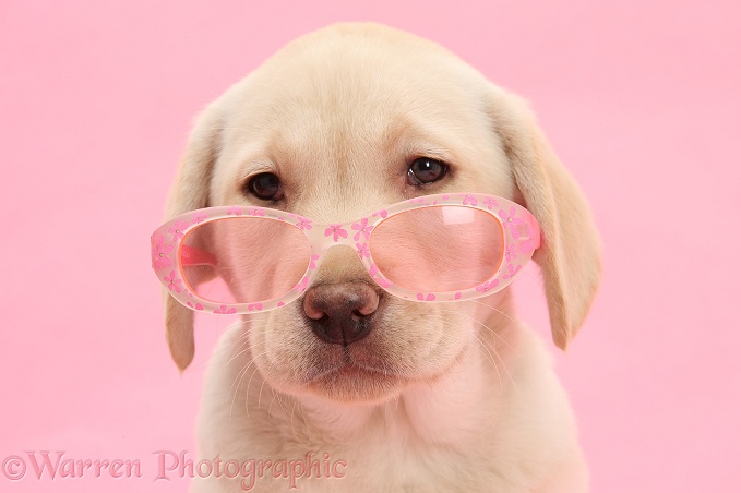 Yellow Labrador Retriever pup, 10 weeks old, wearing a child's pair of rose tinted sunglasses