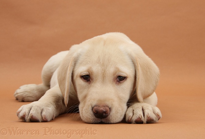 Yellow Labrador Retriever bitch pup, 10 weeks old, lying with chin on the floor