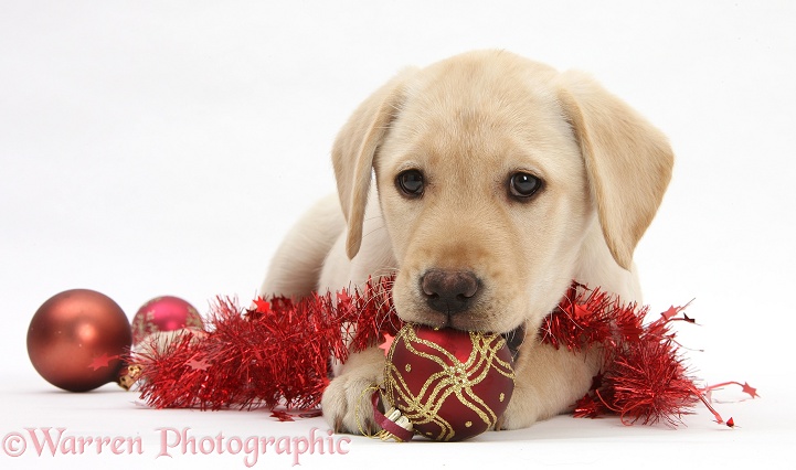 Yellow Labrador Retriever bitch pup, 10 weeks old, with Christmas decorations, white background