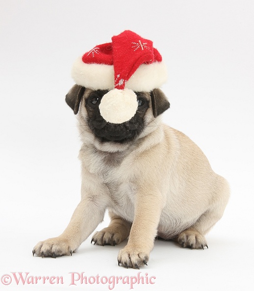 Fawn Pug pup, 8 weeks old, wearing a Father Christmas hat, white background