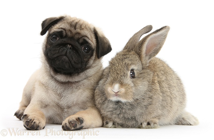 Fawn Pug pup, 8 weeks old, and young agouti rabbit, white background