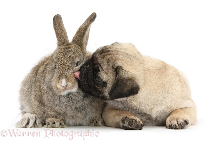 Fawn Pug pup, 8 weeks old, and young agouti rabbit, white background