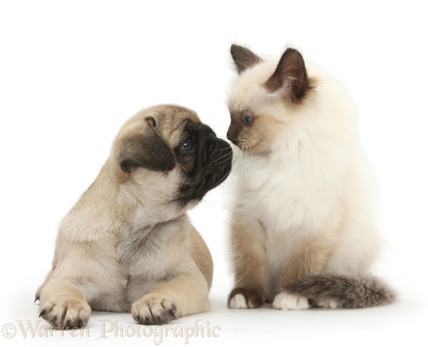 Fawn Pug pup, 8 weeks old, and Birman-cross kitten, white background