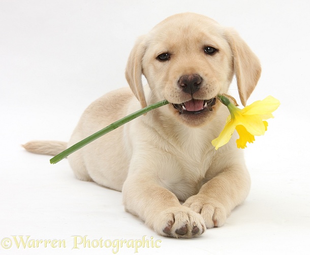Yellow Labrador Retriever bitch pup, 10 weeks old, lying with a yellow daffodil, white background