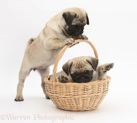 Fawn Pug pups, 8 weeks old, playing with a wicker basket, white background