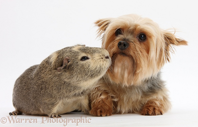 Yorkshire Terrier, Buffy, and Guinea pig, white background