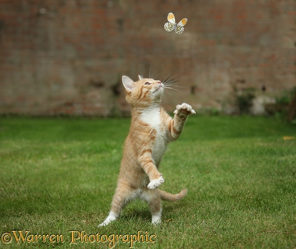 Ginger kitten, Tom, 3 months old, swiping at a passing Orange-tip Butterfly (Anthocharis cardamines)