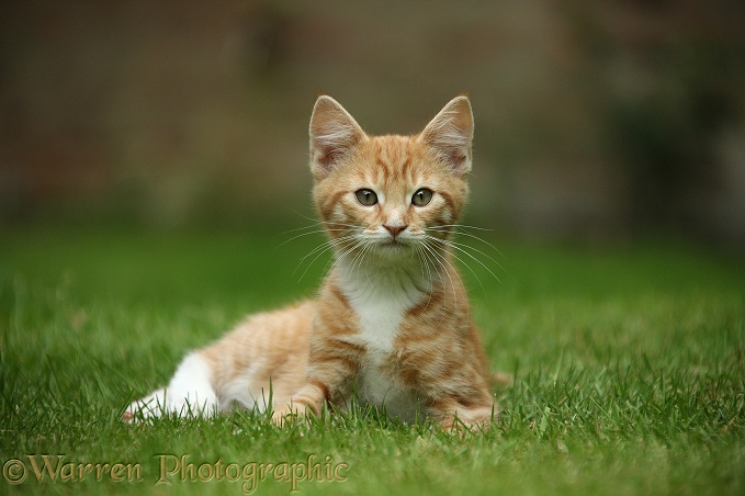 Ginger kitten, Tom, 3 months old, lounging on a lawn