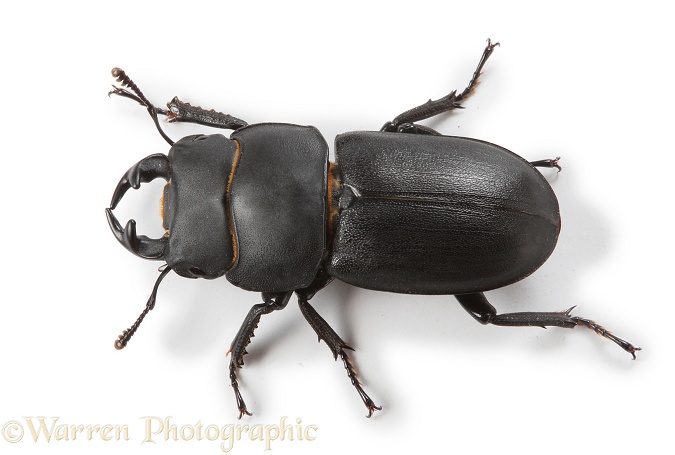 Lesser Stag Beetle (Dorcus parallelipipedus), white background
