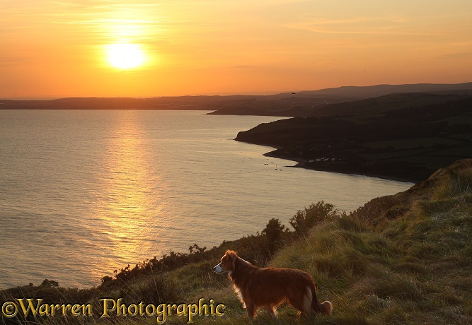 Sable Border Collie, Lollipop, on a cliff top at sunset