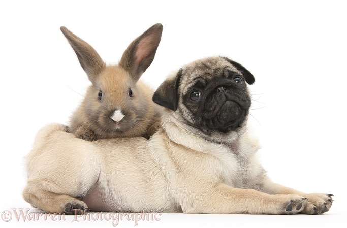 Fawn Pug pup, 8 weeks old, and young rabbit, white background