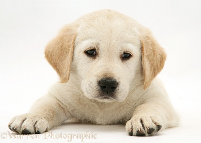 Yellow Goldador Retriever pup, white background