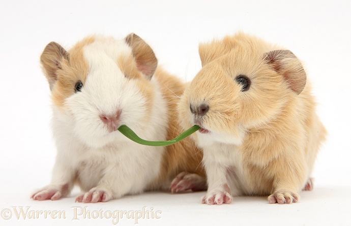 1 day old baby Guinea pigs eating grass, white background