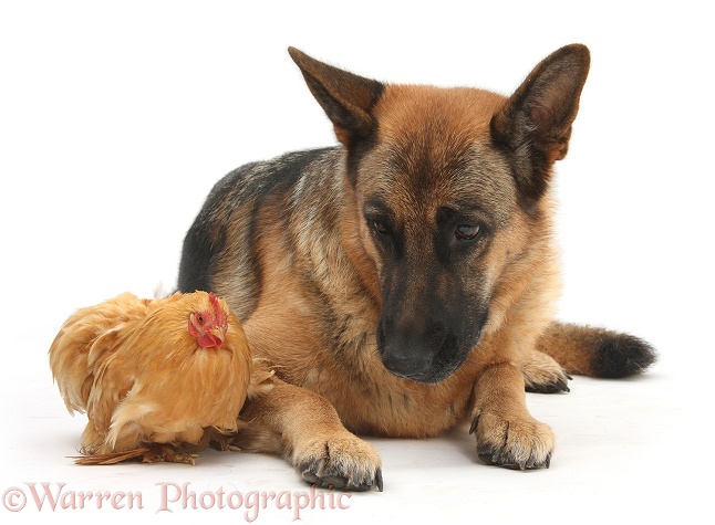 German Shepherd Dog, Buster and chicken, white background