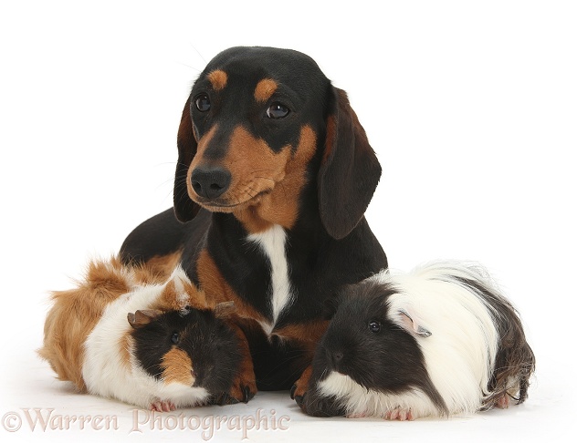 Tricolour Dachshund, Lola, with two Guinea pigs, white background