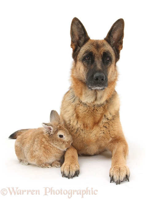German Shepherd Dog, Zulu, and Sandy rabbit, white background