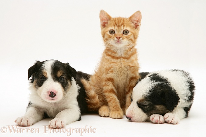 British shorthair red spotted kitten with sleepy tricolour Border Collie pups, all 5 weeks old, white background