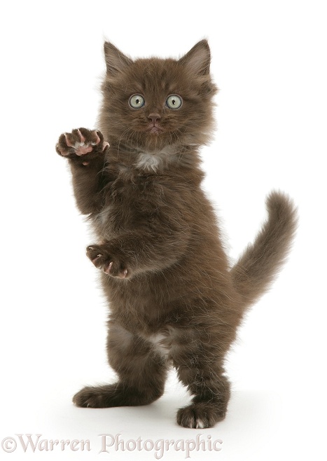 Chocolate kitten, Cocoa, standing on hind legs, white background