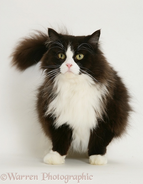 Black-and-white Persian-cross cat, Flora, 6 years old, grown rather stout, white background
