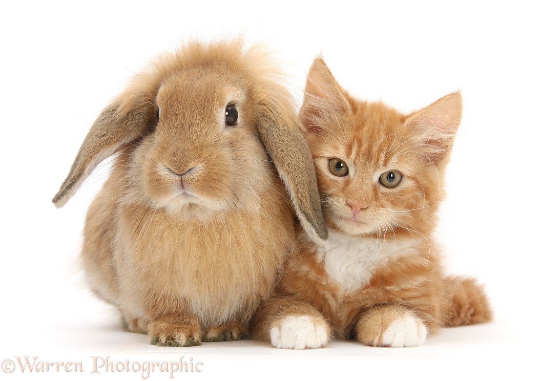 Ginger kitten, Butch, 11 weeks old, and young Sandy Lop rabbit, white background