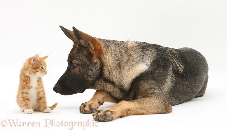 German Shepherd Dog, Buster, with a ginger kitten, white background