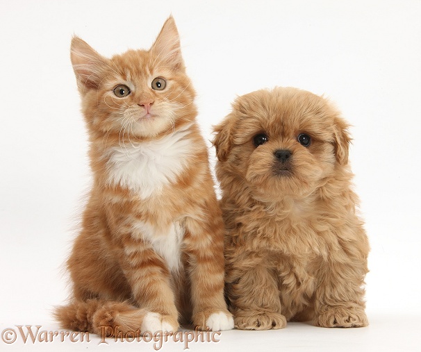 Peekapoo pup and ginger kitten, Butch, 11 weeks old, white background