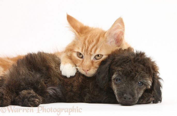 Ginger male kitten, Butch, 3 months old, and red brindle Toy Poodle pup, white background