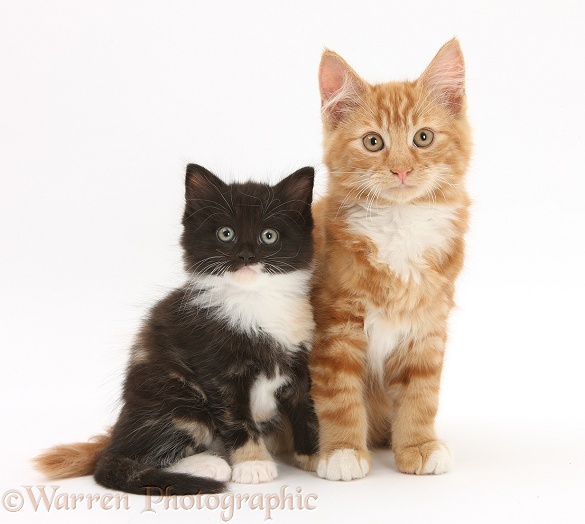 Ginger kitten, Butch, 3 months old, with younger black-and-white kitten, white background