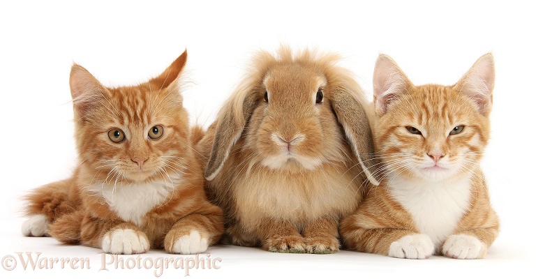 Ginger kittens, Tom and Butch, 3 months old, with Sandy Lionhead-Lop rabbit, white background