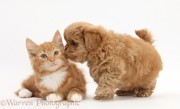 Peekapoo pup and ginger kitten, Butch, 11 weeks old, white background