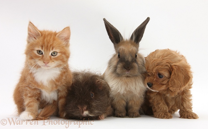 Ginger kitten, Butch, 9 weeks old, with Cavapoo pup, Lionhead rabbit, and Guinea pig, white background