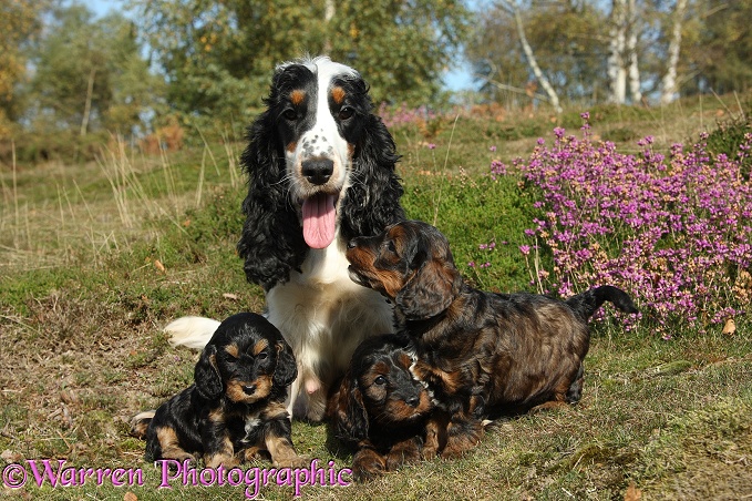 Cocker Spaniel bitch, Mouse, and her Cockapoo pups