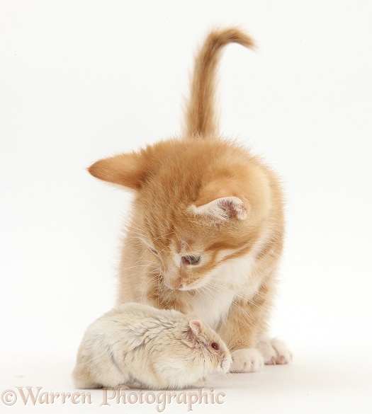 Ginger kitten, Tom, 7 weeks old, and Russian Hamster, white background