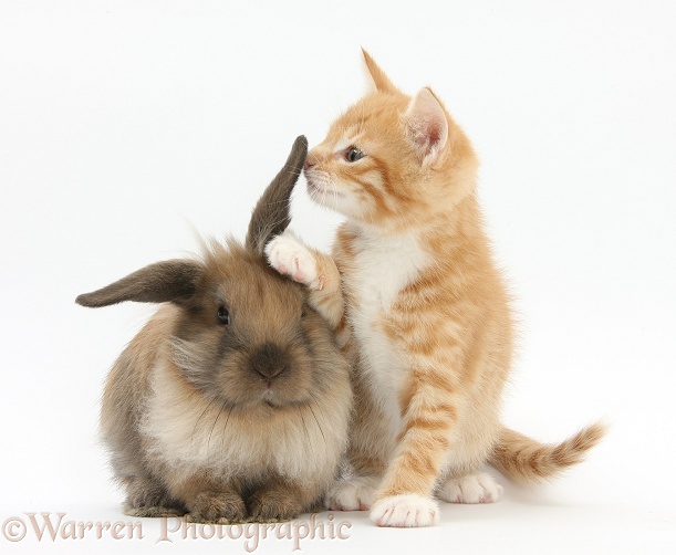 Ginger kitten, Tom, 7 weeks old, and young Lionhead-Lop rabbit, white background