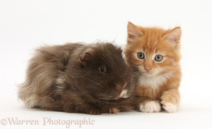 Ginger kitten, Butch, 7 weeks old, and shaggy Guinea pig, white background