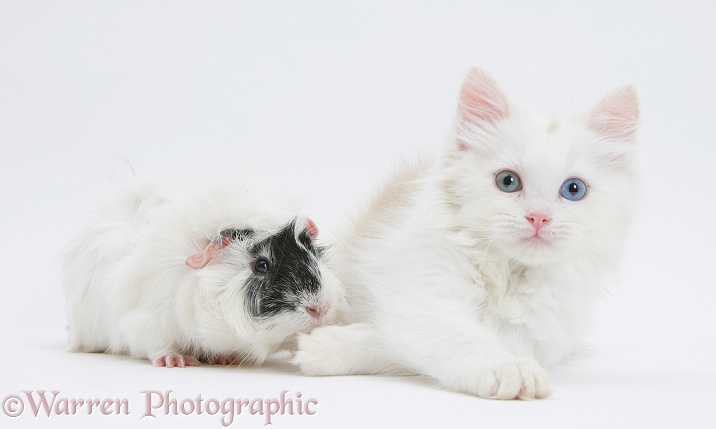 Birman x Ragdoll kitten, Willow, 11 weeks old playing and black-and-white guinea pig, white background