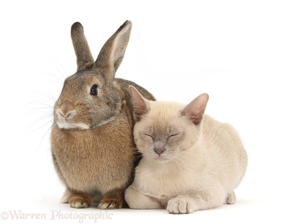 Sleepy young Burmese cat and agouti rabbit, white background