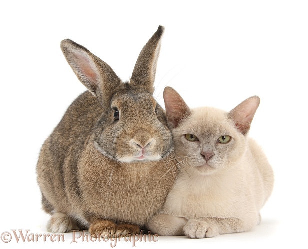 Young Burmese cat and agouti rabbit, white background