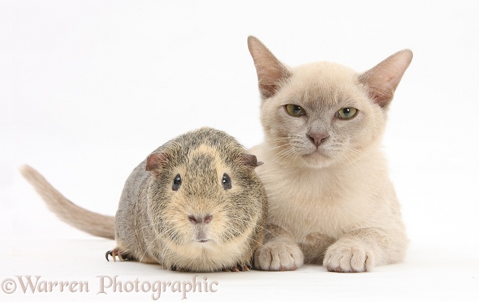 Young Burmese cat and Guinea pig, white background