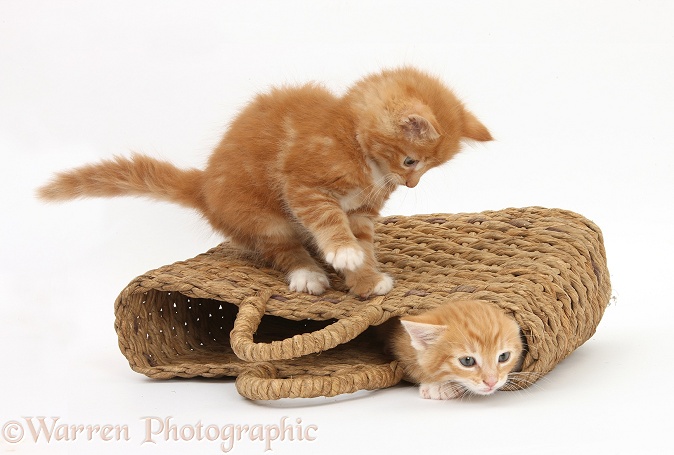 Ginger kittens, Tom and Butch, 7 weeks old, playing in a raffia bag, white background
