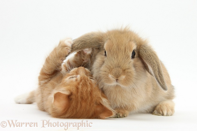 Ginger kitten, Butch, 7 weeks old, and young sandy Lop rabbit, white background