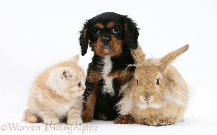 Black-and-tan Cavalier King Charles Spaniel pup, sandy Lionhead rabbit and ginger kitten, white background