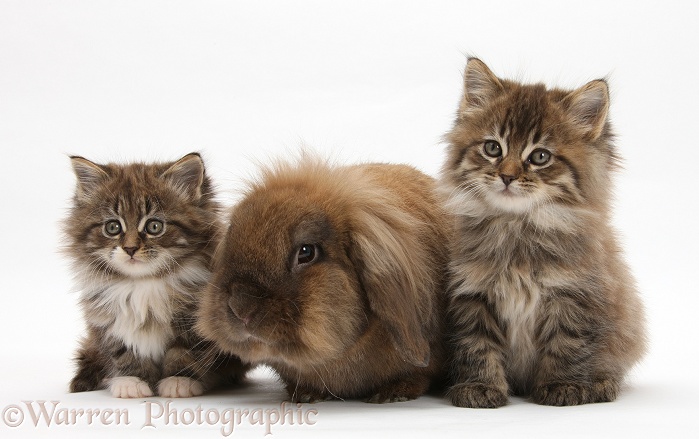 Maine Coon kittens, 7 weeks old, and Lionhead rabbit, white background