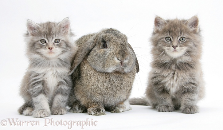 Maine Coon kittens, 7 weeks old, with agouti Lop rabbit, white background