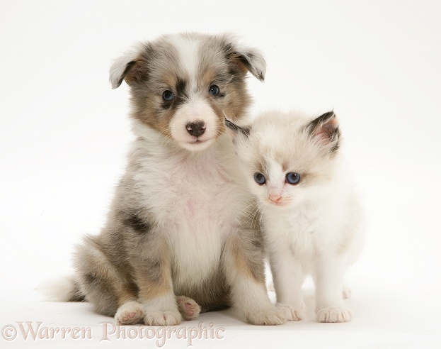 Birman-cross kitten with blue merle Shetland Sheepdog pup, white background