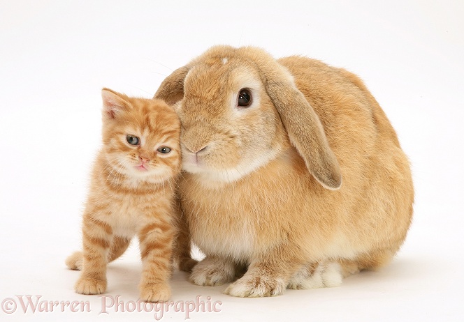 British Shorthair red-spotted kitten with sandy Lop rabbit, white background