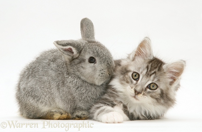 Baby silver Lop rabbit with silver tabby Maine Coon kitten, white background