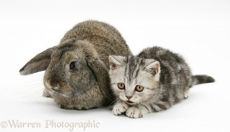 Silver tabby kitten and agouti Lop rabbit, white background