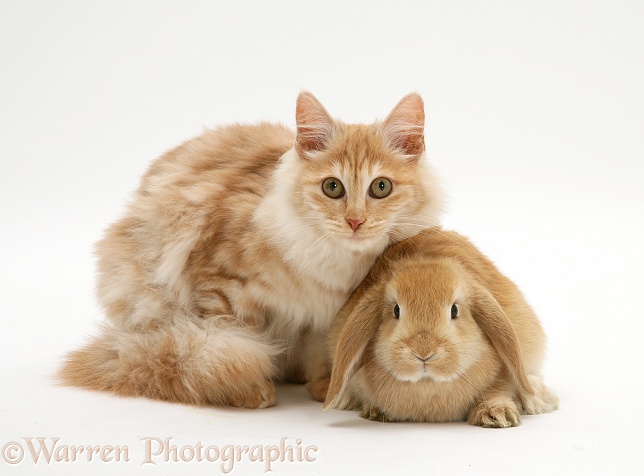 Red silver Turkish Angora cat and sandy Lop Rabbit, white background